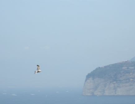 Gabbiano comune
